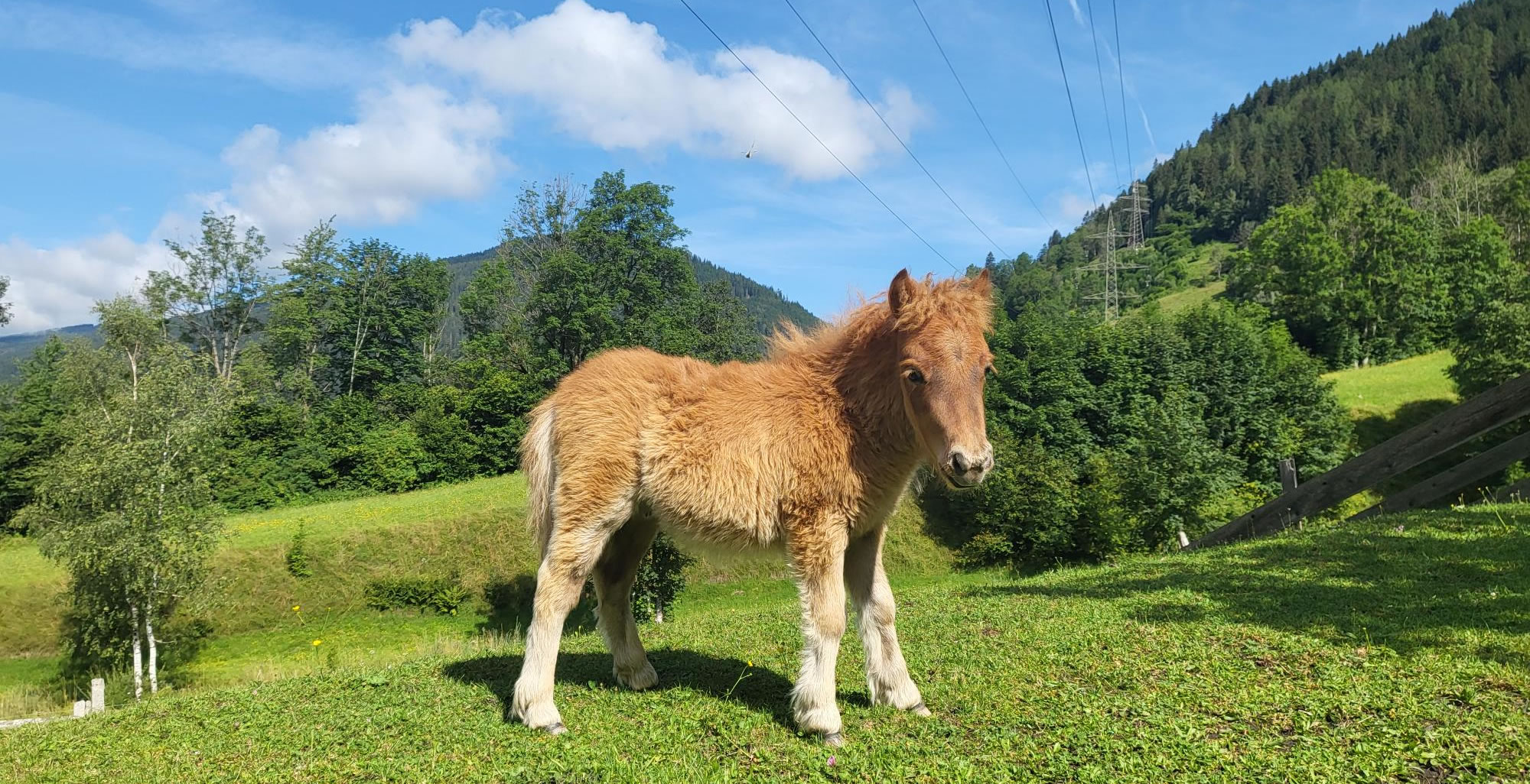 Ponyzucht am Saumerhof in Mandling